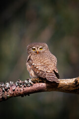 Pygmy owl Glaucidium passerinum little owl forest in Eastern North Poland Europe	