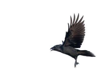 Birds flying ravens isolated on white background Corvus corax. Halloween - flying bird	