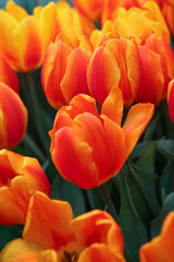 Orange tulips in the garden, blurred floral background
