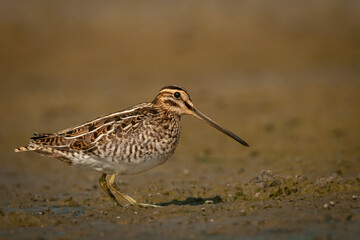 Shore bird Common snipe Gallinago gallinago small bird with long beak, Poland Europe