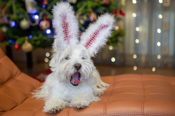White terrier dog with rabbit ears at home on the background of a Christmas tree a new year rabbit