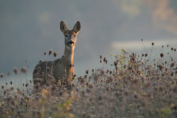 Roe deer, capreolus capreolus, doe looking to the camera in plants in autumn. Female mammal standing in flowers in fall sunlight. Brown animal staring on pasture from front. - obrazy, fototapety, plakaty