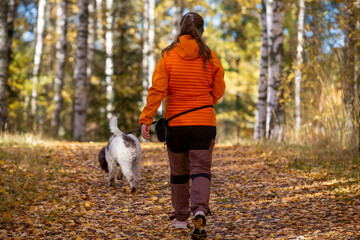 Unidentified woman is walking dogs outdoors on an autumnal forest. Glowing colorful leaves around the pathway.