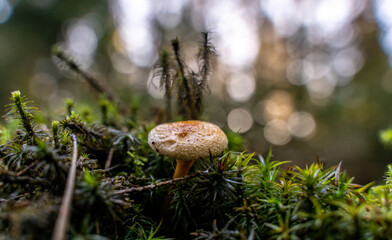 The false chanterelle, also known as the forest doppelganger, is a real quick-change artist.	