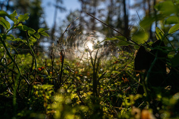 A spider web in the undergrowth is like a hidden work of art from nature, just waiting to be...