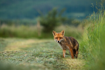 Naklejka na ściany i meble Red fox, vulpes vulpes, staring on mowed grass in summertime nature. Orange predator looking to the camera on cut grassland. Mammal with fluffy fur standing on meadow.