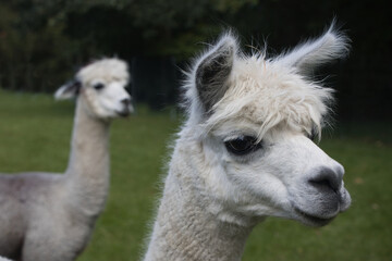 Obraz premium Das Alpaka (Vicugna pacos) Pako