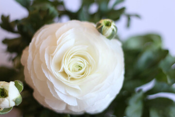 Close up of white ranunculus. Spring time. White background