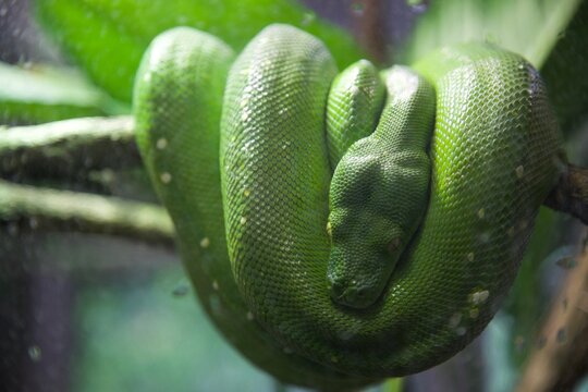 python vert