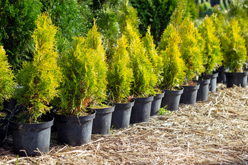 Thuja seedlings in plastic pots. Evergreens. Growing plants for landscape design. Horizontal. Place...