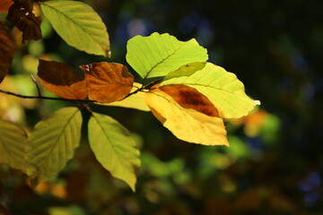 beech leaves in autumn