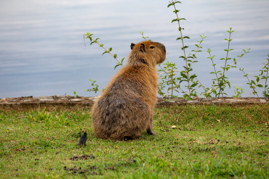 Capybara sitting on grass looking at laho in selective focus