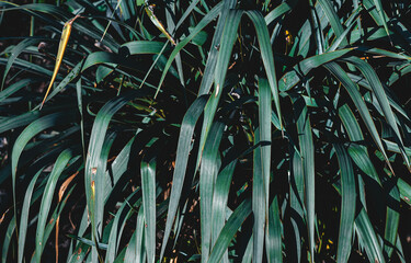 Green yucca in the garden