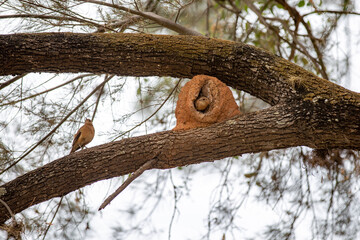 João-de-barro bird (Furnarius rufus) isolated in selective focus on tree near nest