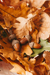 oak leaves and acorns. autumn composition © Difoti