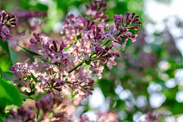 Blooming spring lilacs flowers in garden on blurred background with sunlight.