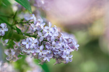 Blooming lilac flowers on blurred background. Fresh spring concept.