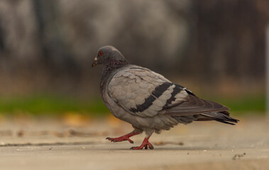 Pigeon bird on concrete stairs in Pilsen city centre in autumn day