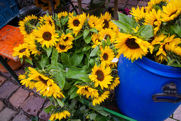 sunflowers on a regional market