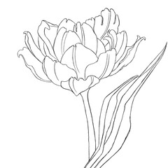 hand drawn tulip. hand drawn flower. Stylized illustration of a tulip. Print for postcards, invitations, posters. T-shirt print. Tulip sketch. Linear illustrations.