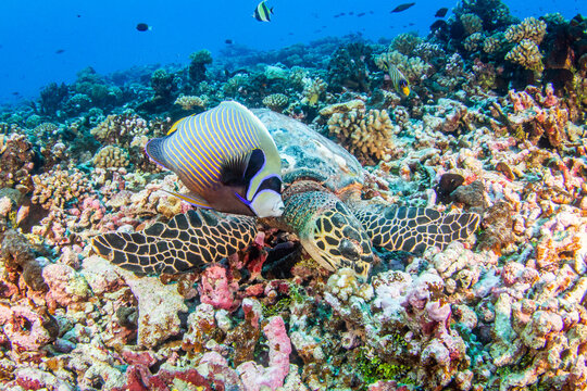 Hawksbill sea turtle