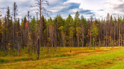 Landscape of a mixed autumn forest with withered trees on a swampy edge © Владимир Ушаров