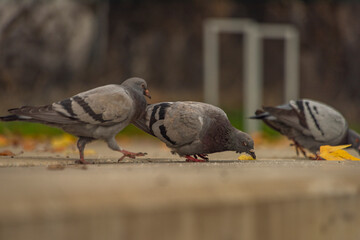 Pigeon bird on concrete stairs in Pilsen city centre in autumn day