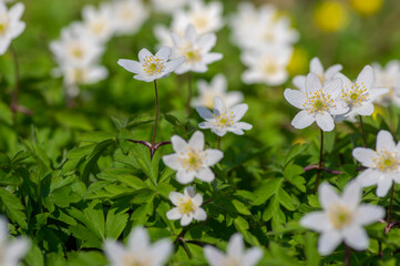 Anemonoides nemorosa wood anemone white flower in bloom, springtime flowering bunch of wild plants