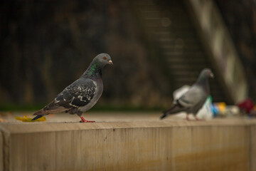 Pigeon bird on concrete stairs in Pilsen city centre in autumn day