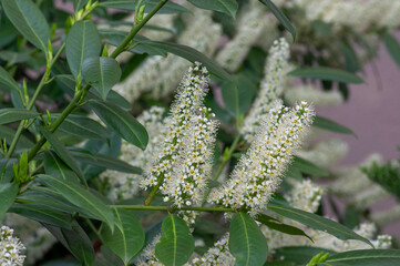 Prunus laurocerasus cherry laurel flowering plants, group of white flowers on bush branches in bloom, green leaves