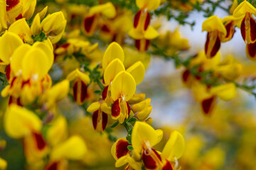 Cytisus scoparius lena ornamental flowers in bloom, yellow red orange bright flowering plant