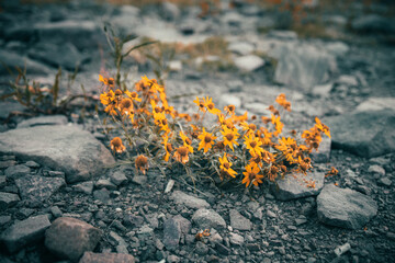 flowers on the rocks