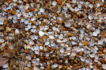 Ground by the lake with pebbles and seashells