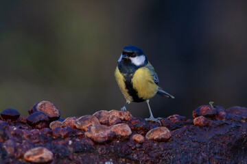Fototapeta premium cute little bird in yellow black colors,Great Tit, Parus major
