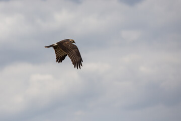 snail hawk (Rostrhamus sociabilis) flying in selective focus,.