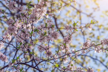 Blossoming cherry branch with white flowers on sky background.