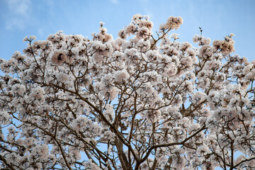 White ipe tree (Tabebuia roseo-alba) in selective focus with many white flowers in fine details