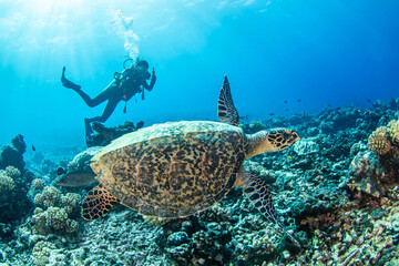 Hawksbill sea turtle and diver