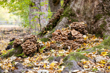 Mushrooms in the forest in autumn, Abruzzo, Italy.

