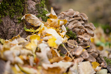 Mushrooms in the forest in autumn, Abruzzo, Italy.


