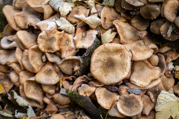 Mushrooms in the forest in autumn, Abruzzo, Italy.

