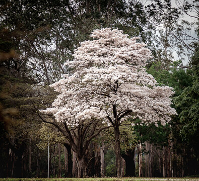 White ipe tree (Tabebuia roseo-alba) in selective focus with many white flowers