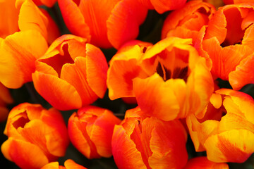 Orange tulips in the garden, blurred floral background