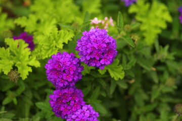 Obraz premium purple and yellow flowers