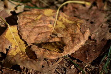 Naklejka premium Mariposa maculada (pararge aegeria) sobre hoja seca (macro)