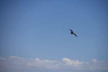 Bird seen soaring in sky with clear background