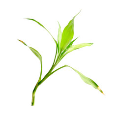 lucky bamboo plant transparent background