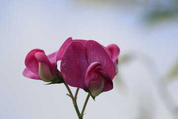 Grandma's Sweetpea