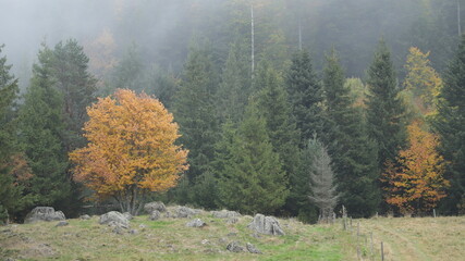 brouillard automnal