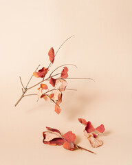 Tree branch hovering with red autumn leaves on bright beige background. Minimal idea for fall season. Creative view of autumn concept. Colorful October layout with copy space.
